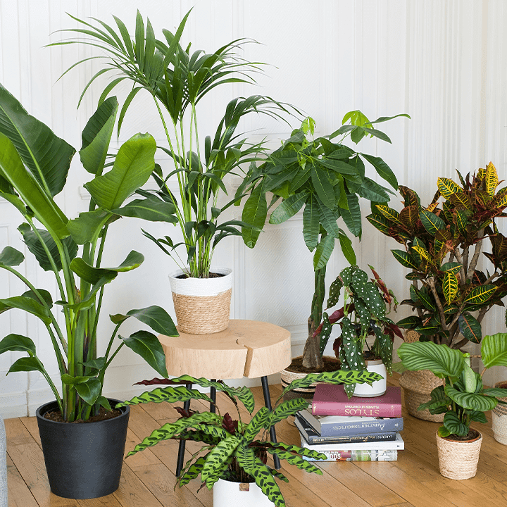 Code Promo Interflora
