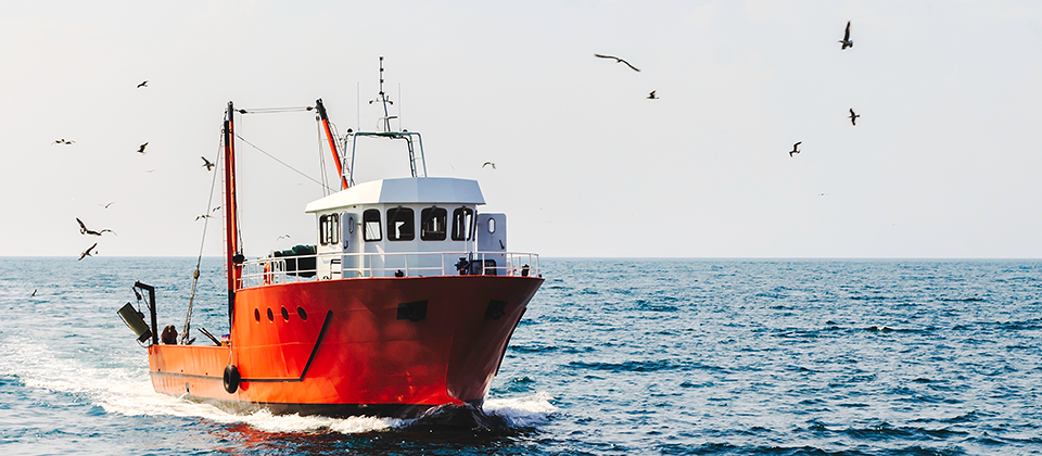 De la mer à l'assiette : Le circuit court, un modèle gagnant pour les consommateurs et les pêcheurs