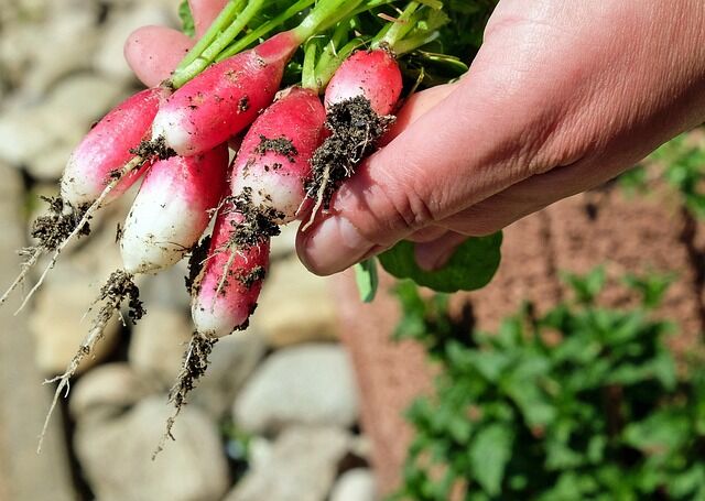 Permaculture : économisez en jardinant avec MonJardinBio